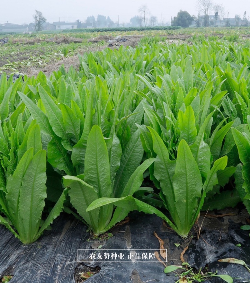 天禧满意无斑油麦菜种子优质高产耐热耐湿大棵叶菜种子