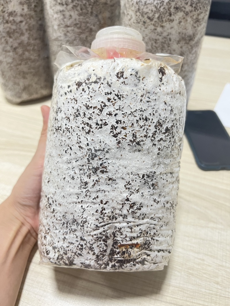 优质黄金针菌包黄金针菌棒标准工厂生产技术