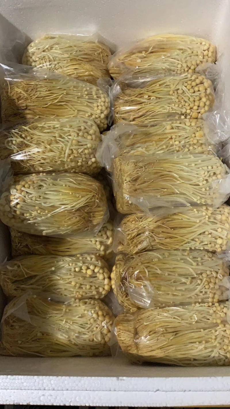优质黄金针菌包黄金针菌棒标准工厂生产技术