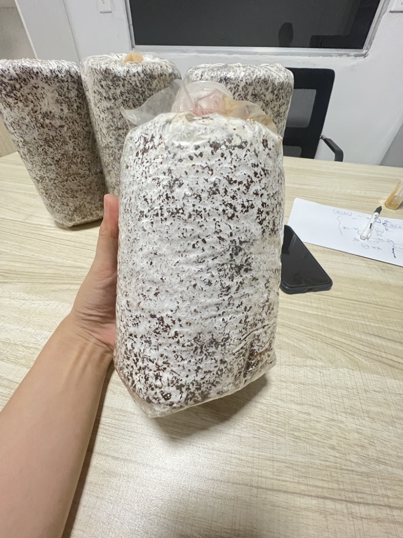 优质黄金针菌包黄金针菌棒标准工厂生产技术
