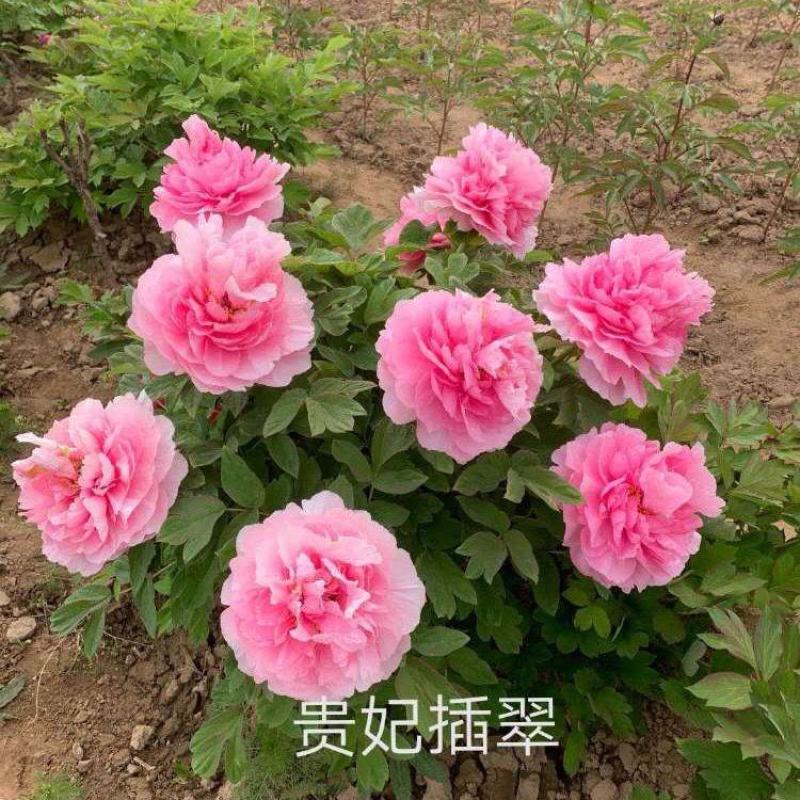当天发货鲁菏红牡丹花苗秋天裸根移栽苗圃现挖现发品质保证