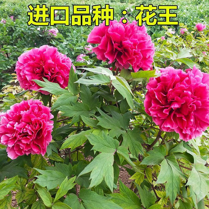 当天发货鲁菏红牡丹花苗秋天裸根移栽苗圃现挖现发品质保证