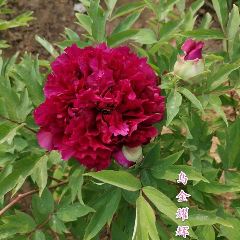 当天发货鲁菏红牡丹花苗秋天裸根移栽苗圃现挖现发品质保证