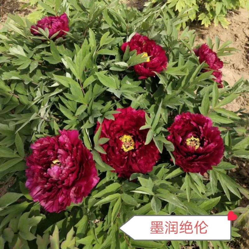 当天发货鲁菏红牡丹花苗秋天裸根移栽苗圃现挖现发品质保证