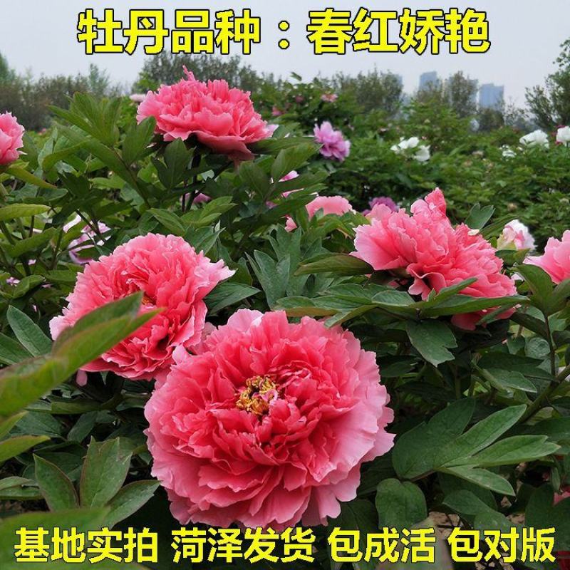 当天发货鲁菏红牡丹花苗秋天裸根移栽苗圃现挖现发品质保证