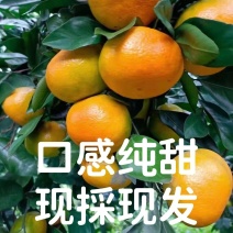 湖北特早蜜橘叶桔看货订货现採现发无籽皮薄