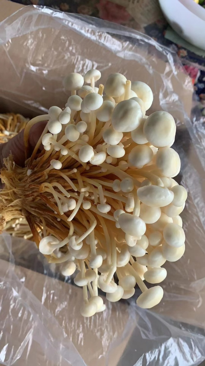 优质黄金针菌包黄金针菌棒标准工厂生产技术