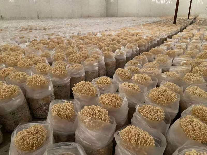 优质黄金针菌包黄金针菌棒标准工厂生产技术