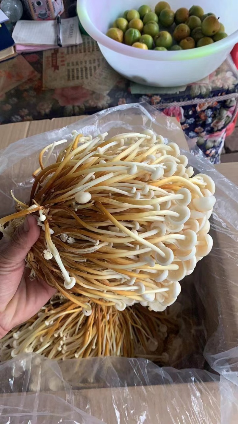 优质黄金针菌包黄金针菌棒标准工厂生产技术