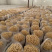 优质黄金针菌包黄金针菌棒标准工厂生产技术