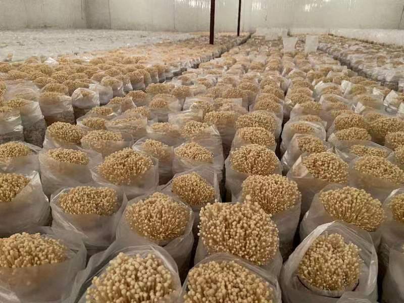 优质黄金针菌包黄金针菌棒标准工厂生产技术