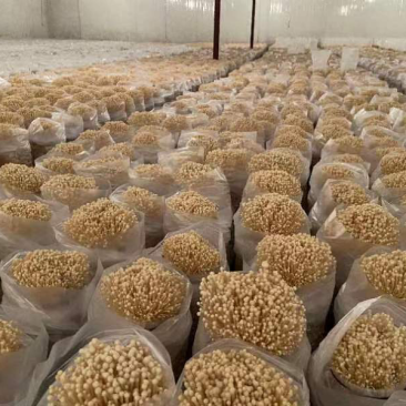 优质黄金针菌包黄金针菌棒标准工厂生产技术