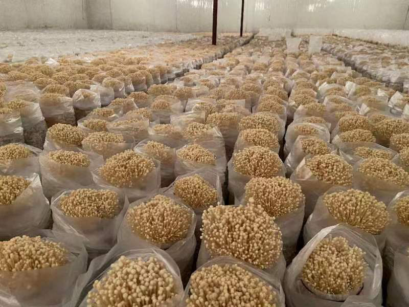 优质黄金针菌包黄金针菌棒标准工厂生产技术