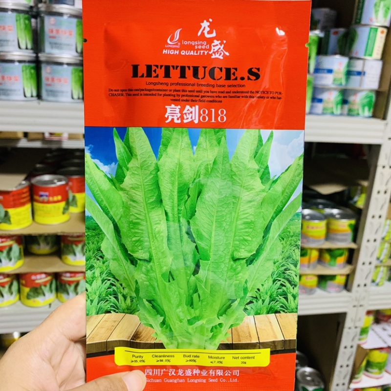 速生型油麦菜种子抗病丰产嫩翠鲜香莴苣菜种子全国各地种植
