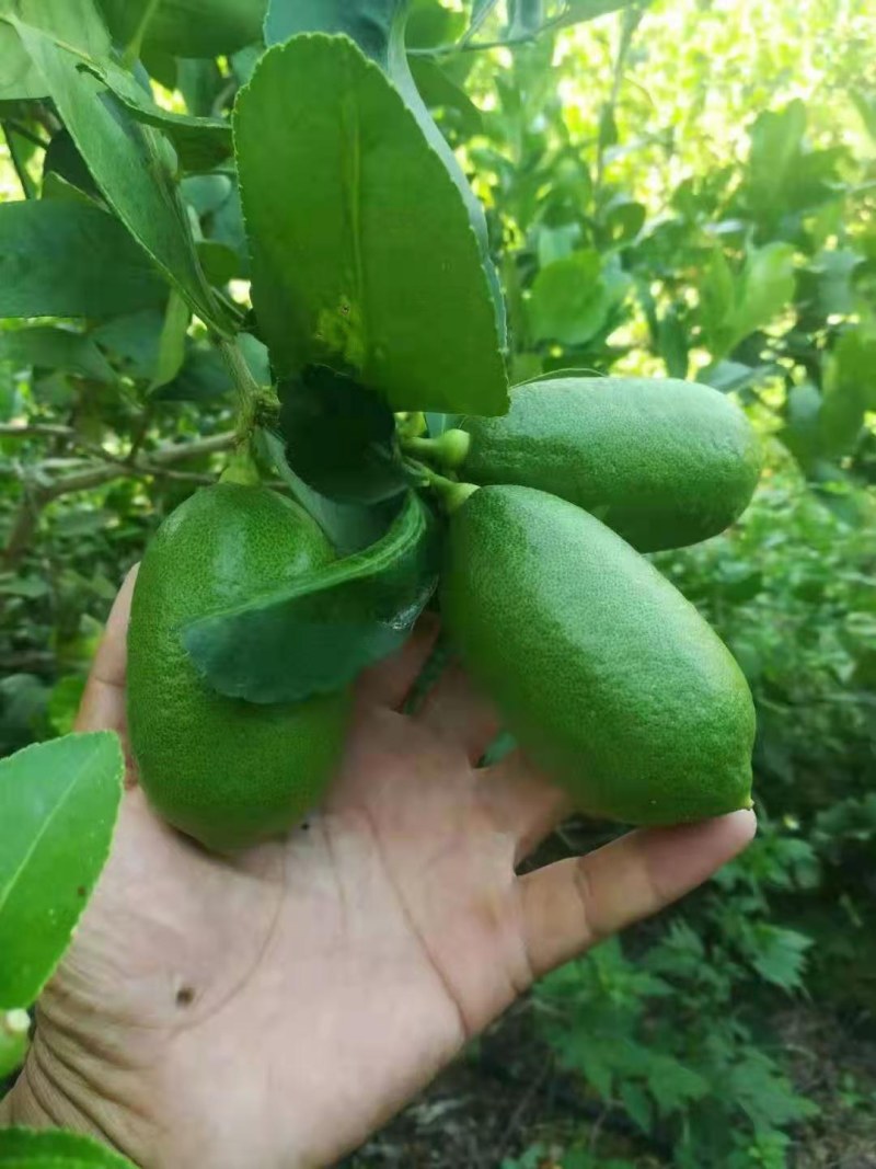 子弹头头香水柠檬青果一级果1.5块，二级1块