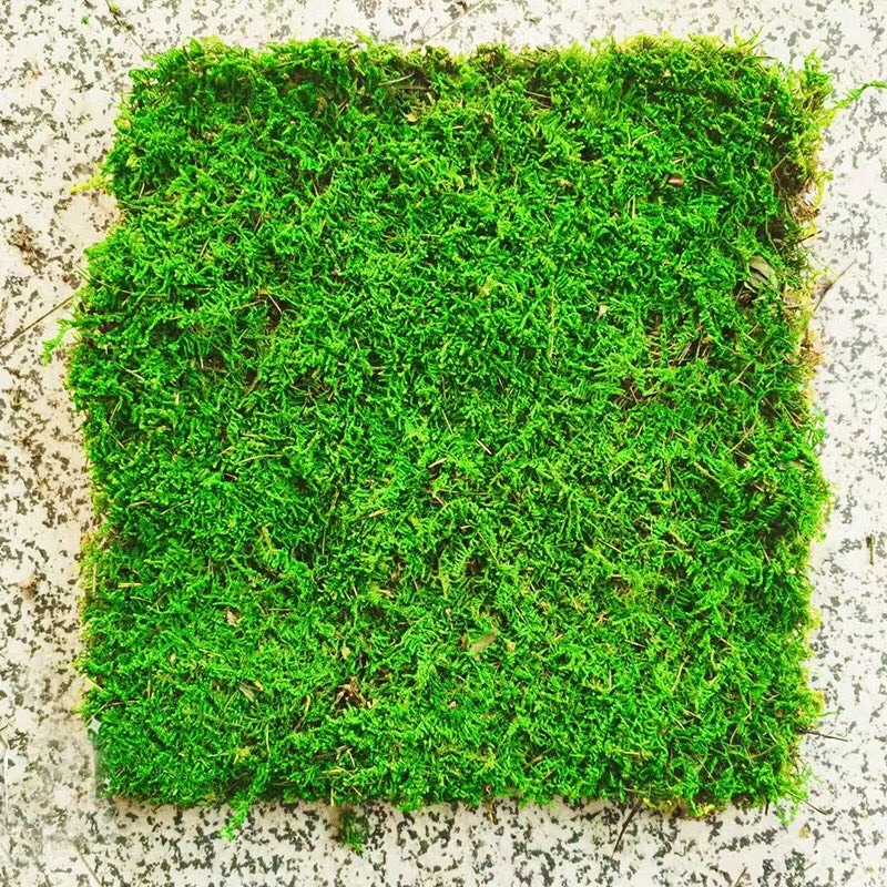 工地苔藓庭院苔藓，长期供应。品质保证造景必备喜欢的老板可