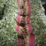 河北永年香菜大量现货供应可视频看货欢迎咨询洽谈
