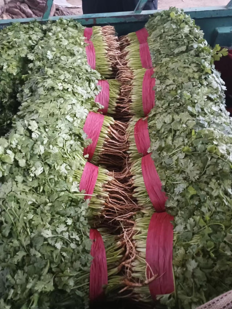 河北永年香菜大量现货供应可视频看货欢迎咨询洽谈