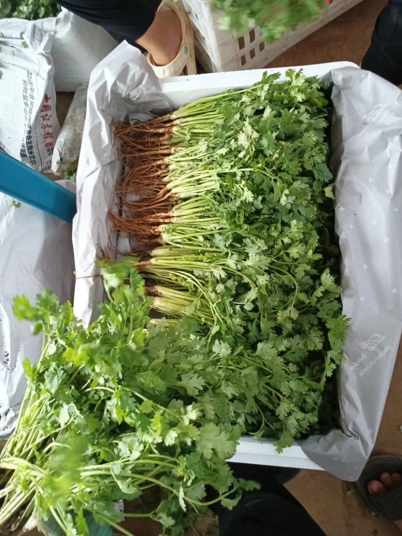 河北永年香菜大量现货供应可视频看货欢迎咨询洽谈
