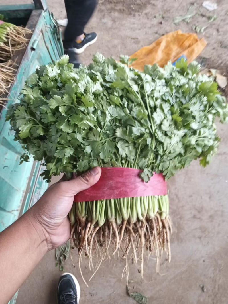 河北永年香菜大量现货供应可视频看货欢迎咨询洽谈