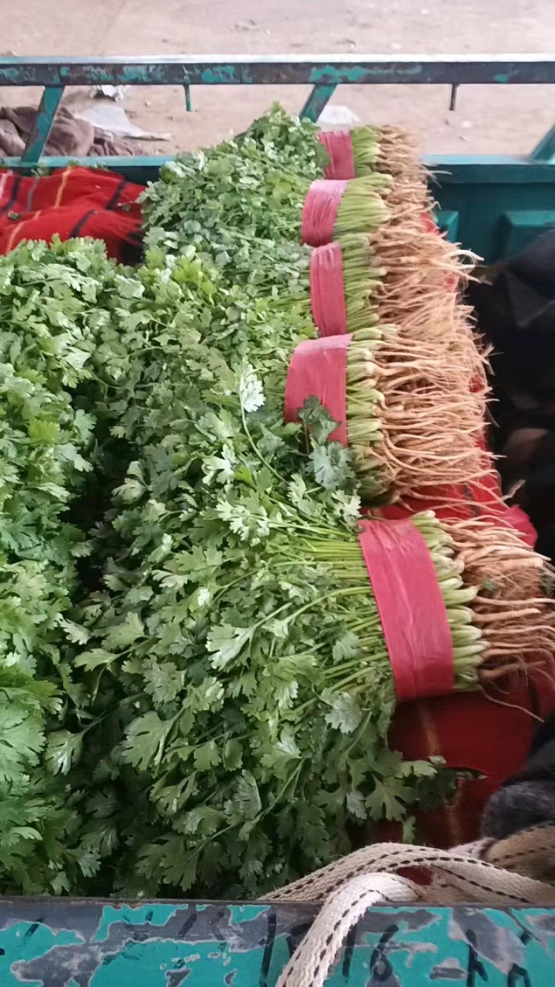 河北永年香菜大量现货供应可视频看货欢迎咨询洽谈