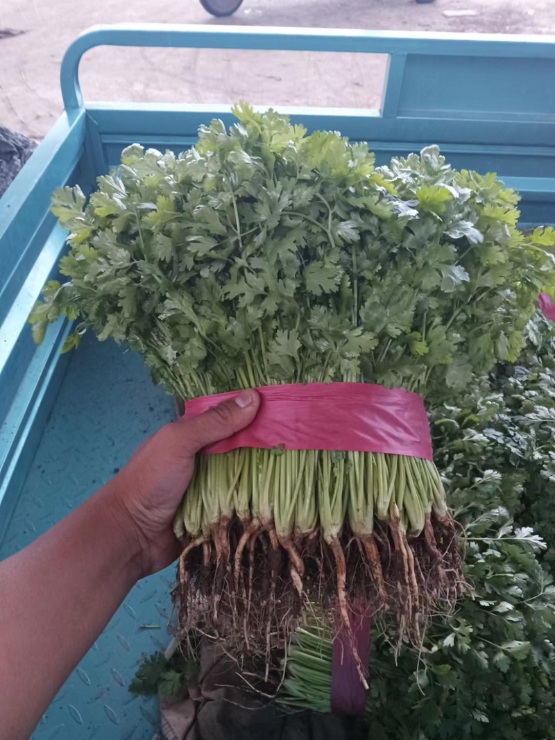 河北永年香菜大量现货供应可视频看货欢迎咨询洽谈