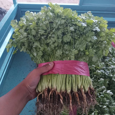 河北永年香菜大量现货供应可视频看货欢迎咨询洽谈