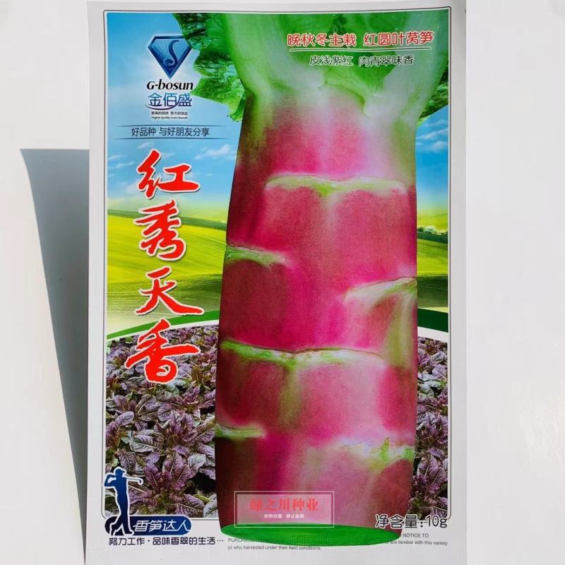 红秀天香晚秋冬主栽红圆叶莴笋种子绿肉香莴笋莴苣种子耐寒