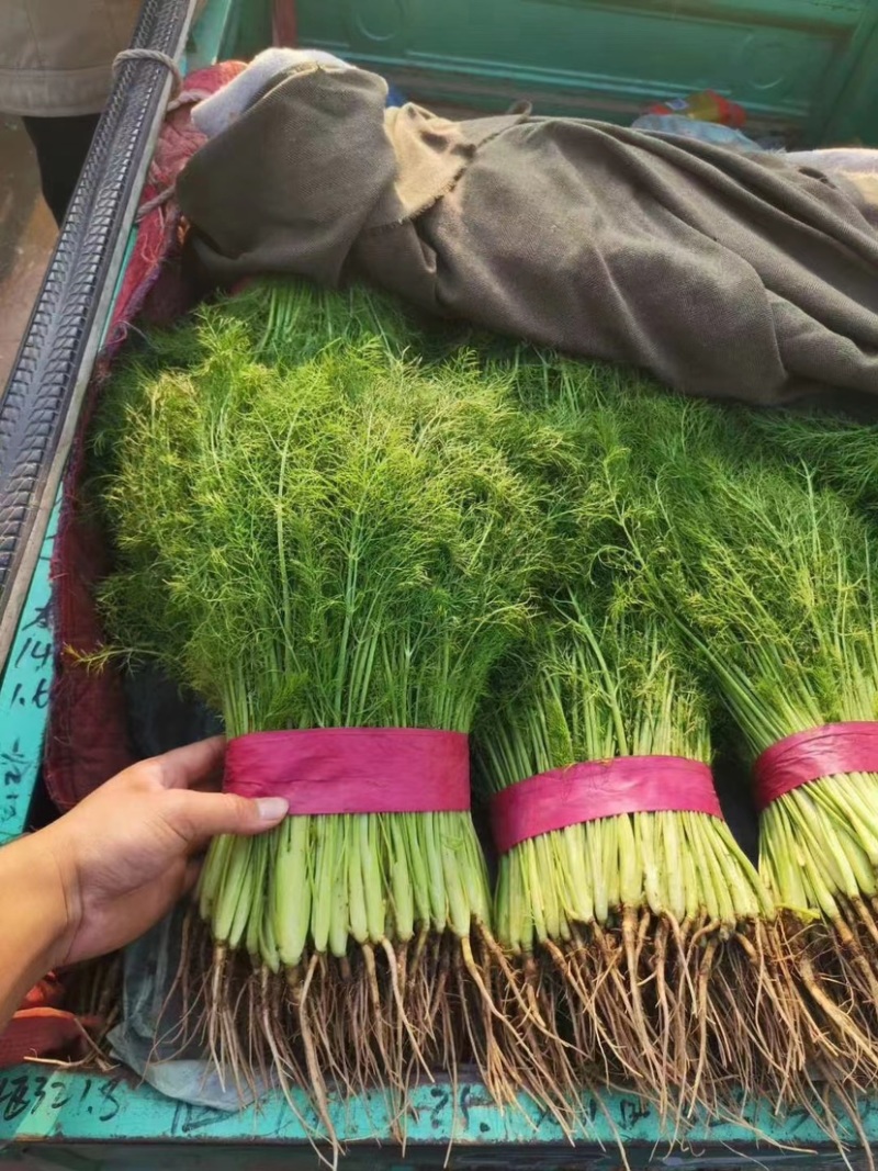 邯郸永年茴香苗新鲜直达产地直供诚信经营欢迎咨询洽谈