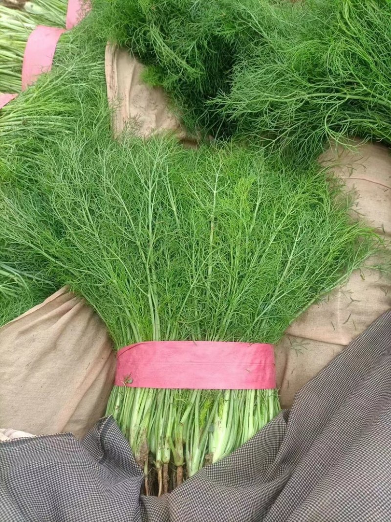 邯郸永年茴香苗新鲜直达产地直供诚信经营欢迎咨询洽谈