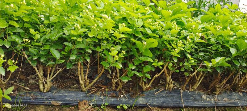 茉莉花一年苗发快递500棵起批除了偏远地区包邮