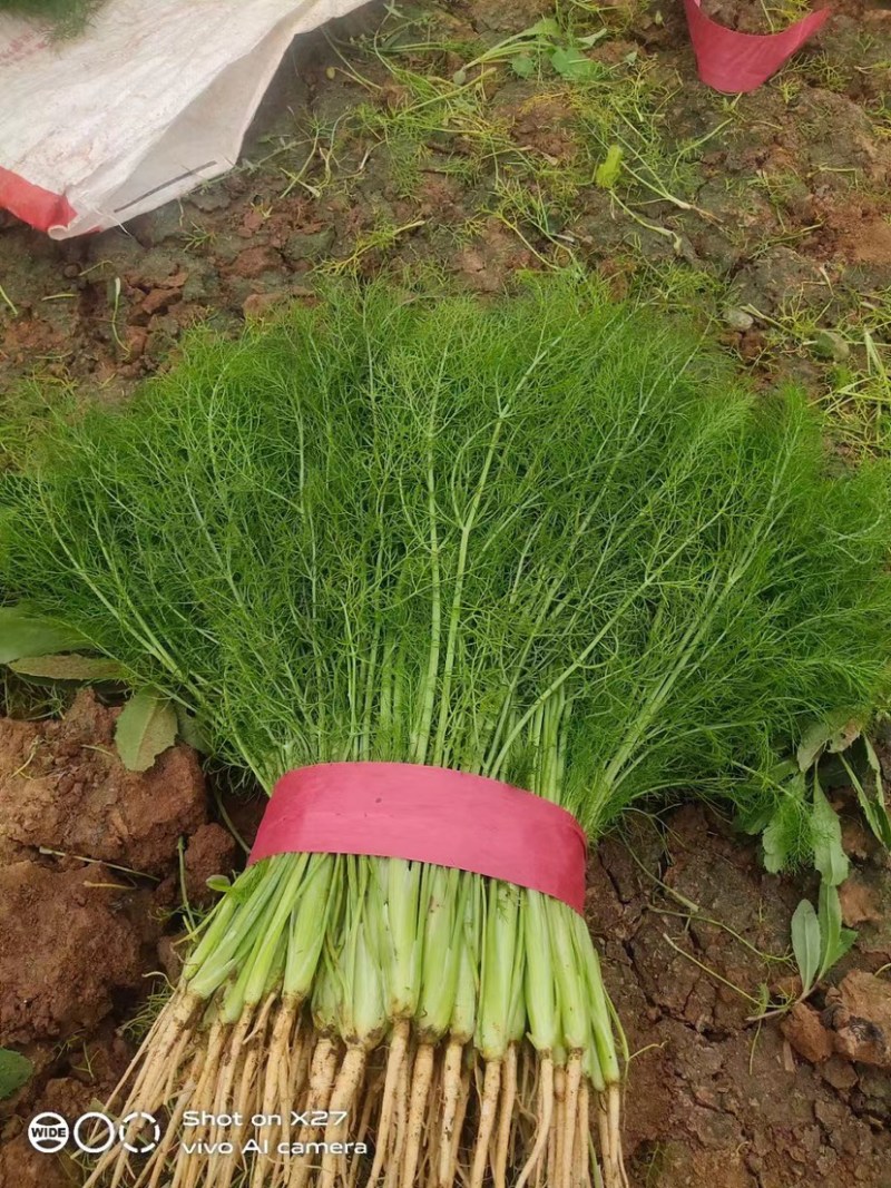 邯郸永年茴香苗新鲜直达产地直供诚信经营欢迎咨询洽谈