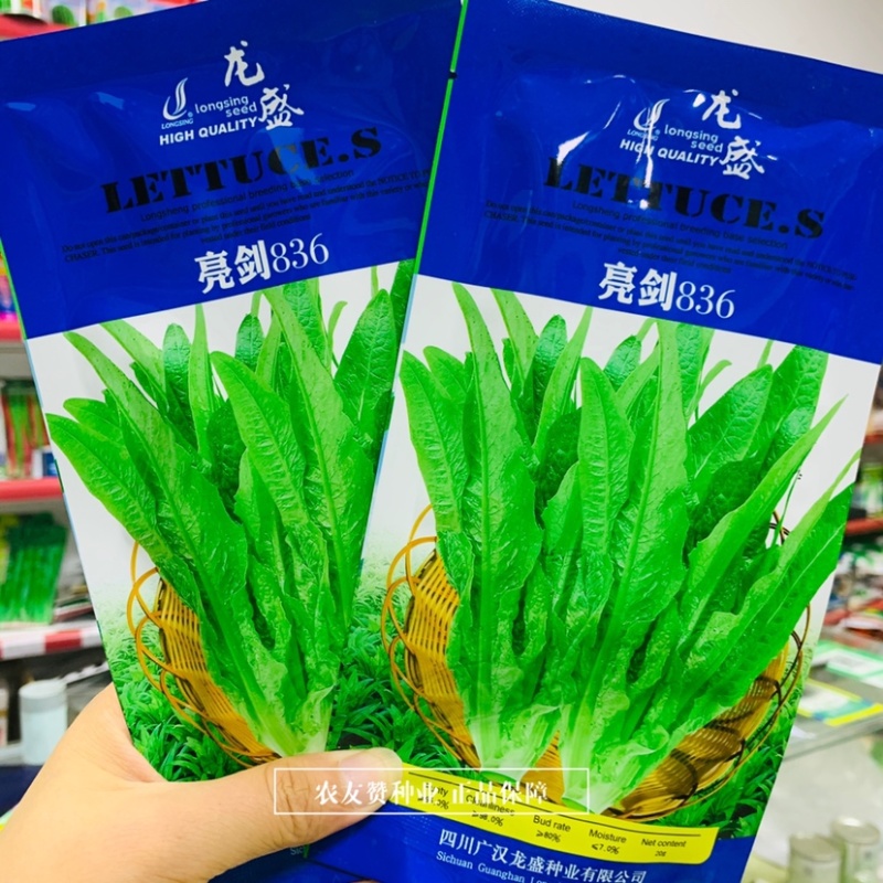 速生型油麦菜种子抗病丰产嫩翠鲜香莴苣菜种子全国各地种植