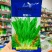速生型油麦菜种子抗病丰产嫩翠鲜香莴苣菜种子全国各地种植