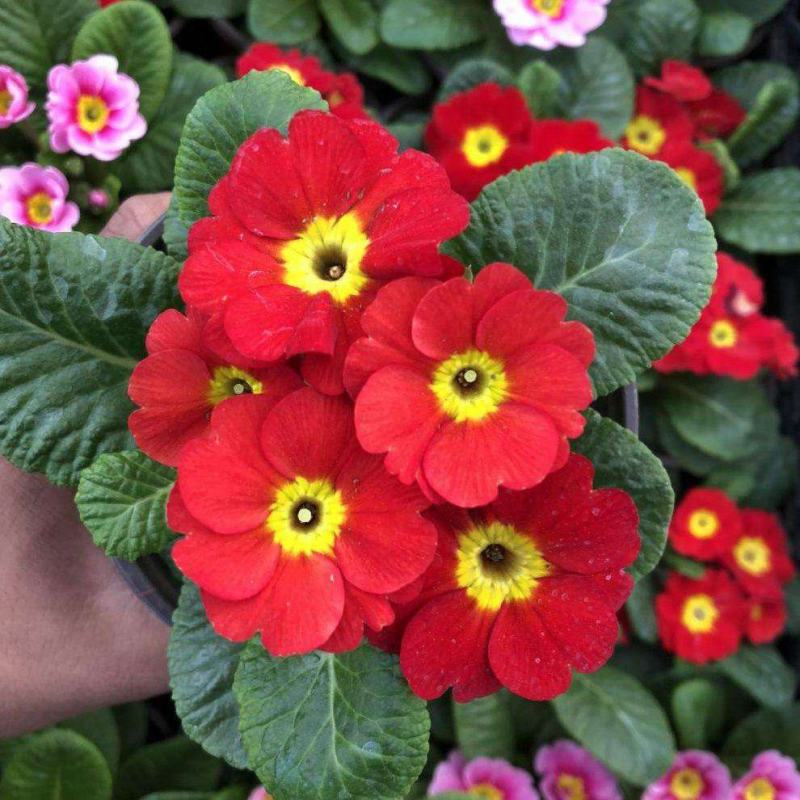 报春花盆栽花苗冬季露天室外喜阳耐寒花卉欧洲报春花带花苞