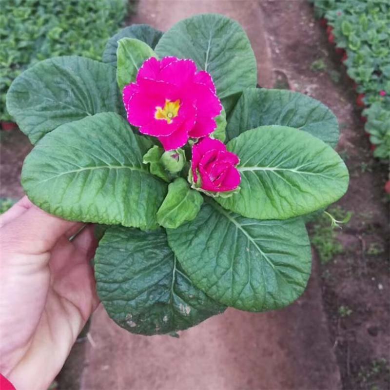 报春花盆栽花苗冬季露天室外喜阳耐寒花卉欧洲报春花带花苞
