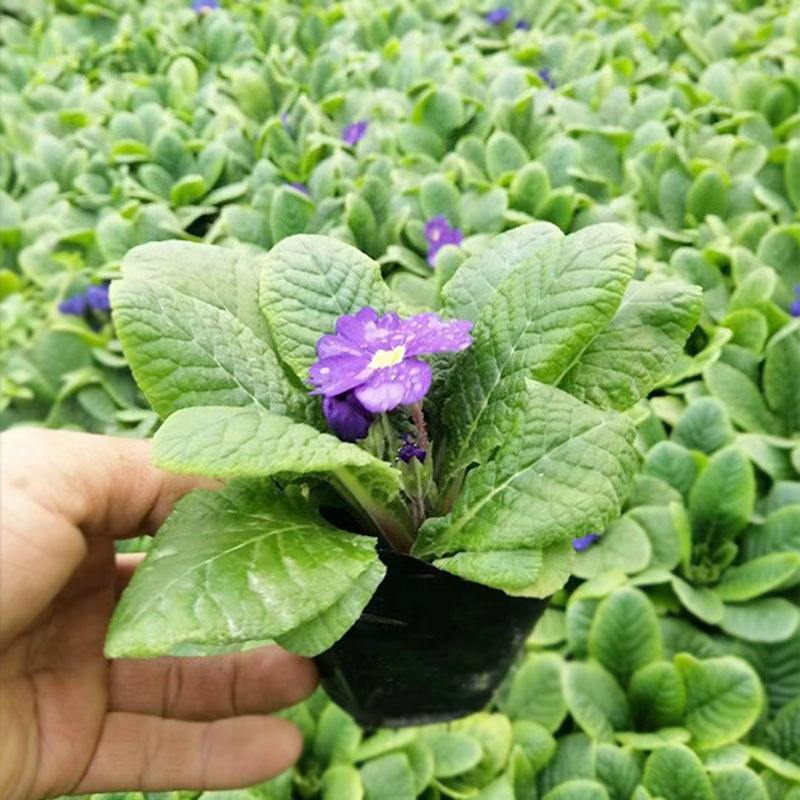 报春花盆栽花苗冬季露天室外喜阳耐寒花卉欧洲报春花带花苞