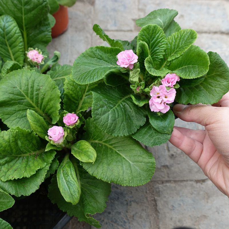 报春花盆栽花苗冬季露天室外喜阳耐寒花卉欧洲报春花带花苞