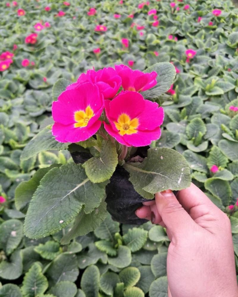 报春花盆栽花苗冬季露天室外喜阳耐寒花卉欧洲报春花带花苞