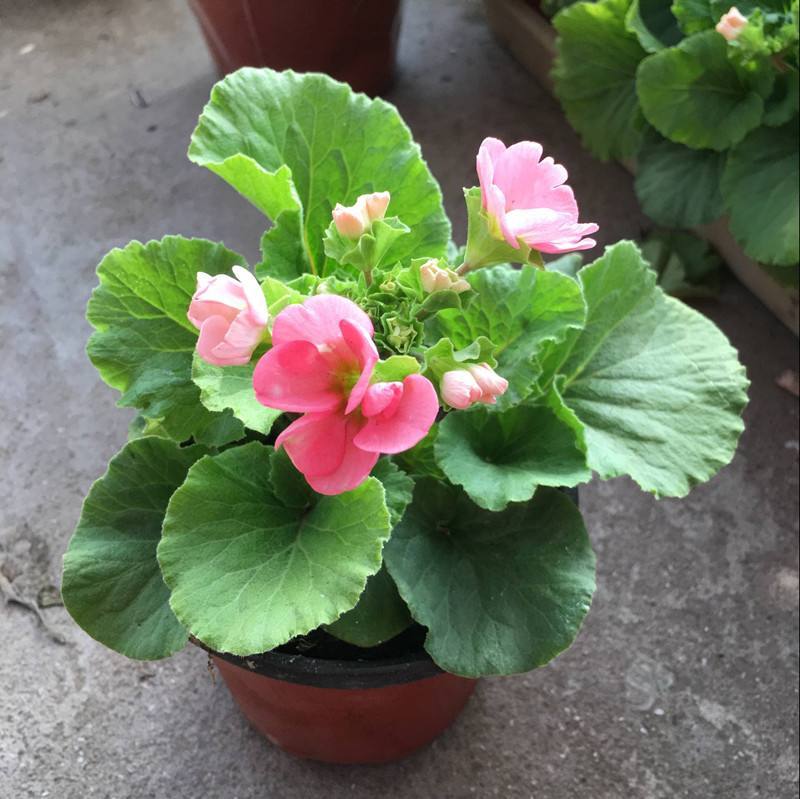 报春花盆栽花苗冬季露天室外喜阳耐寒花卉欧洲报春花带花苞