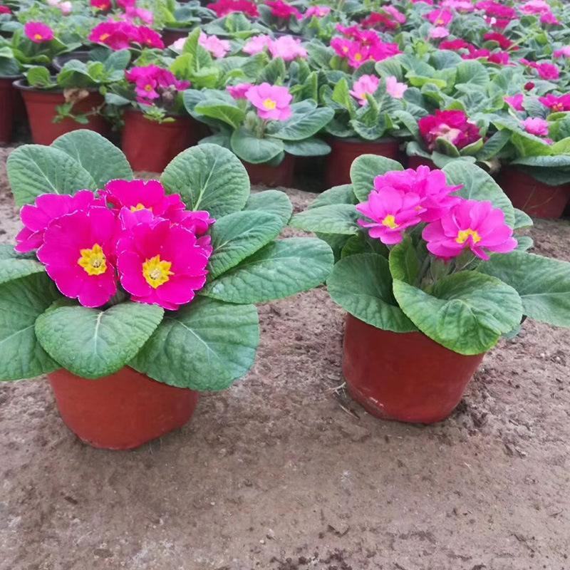 报春花盆栽花苗冬季露天室外喜阳耐寒花卉欧洲报春花带花苞