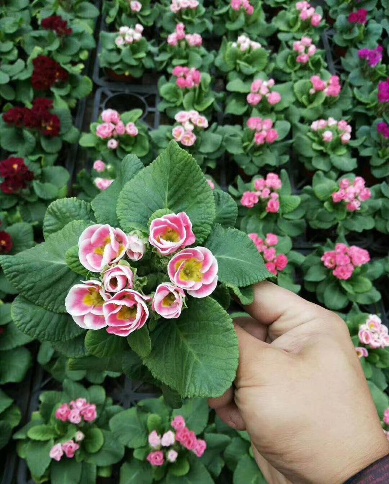 报春花盆栽花苗冬季露天室外喜阳耐寒花卉欧洲报春花带花苞