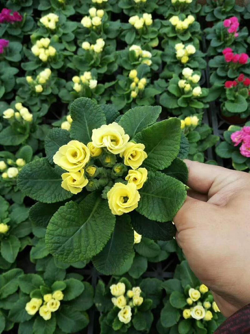 报春花盆栽花苗冬季露天室外喜阳耐寒花卉欧洲报春花带花苞