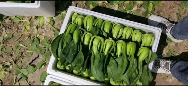 河北邯郸产地上海青新鲜供应精品货源批发欢迎咨询