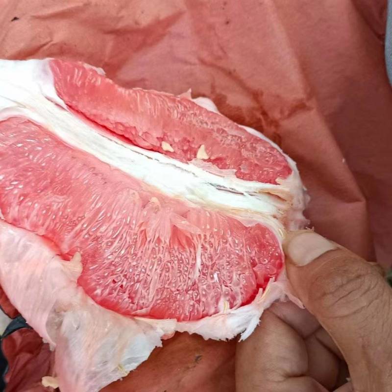福建红柚