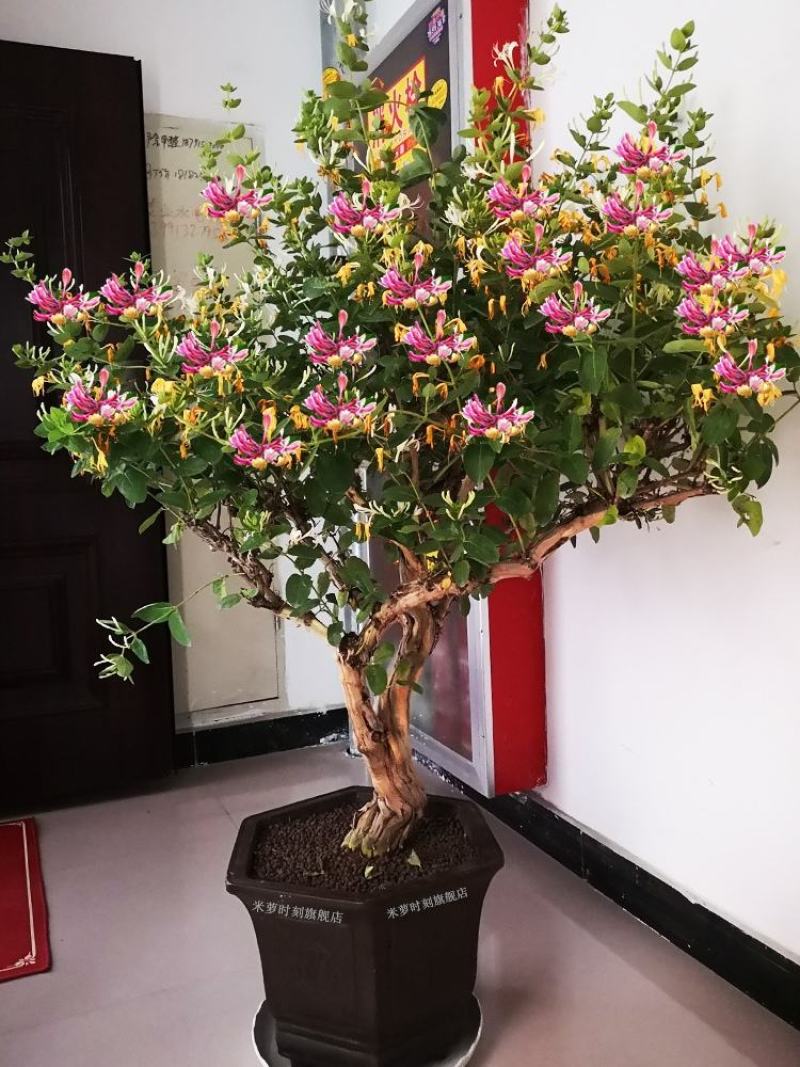 金银花树苗盆栽树形金银花苗红色多色金银花植物室内花卉