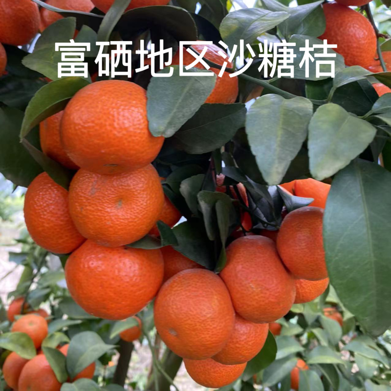 广西富硒地区沙糖桔，35～60精品，17糖左右