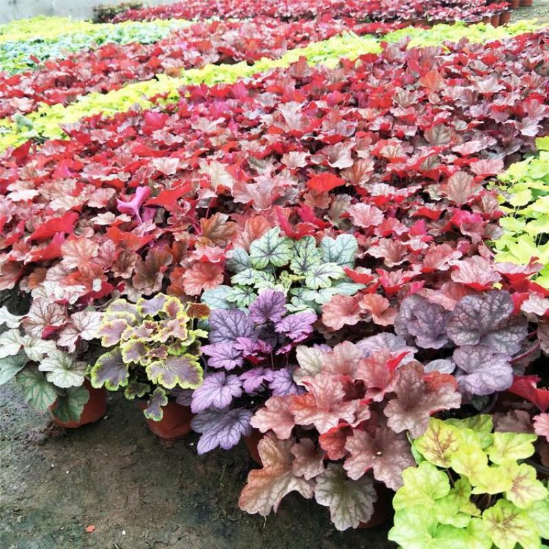 矾根绿植物盆栽大苗耐寒多色彩阳台花园庭院室内四季观叶花卉