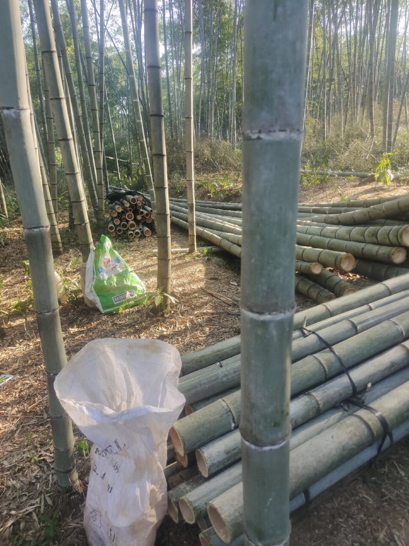 大量果撑竹，香蕉竹，各种规格毛竹出售有需要的老板可以安