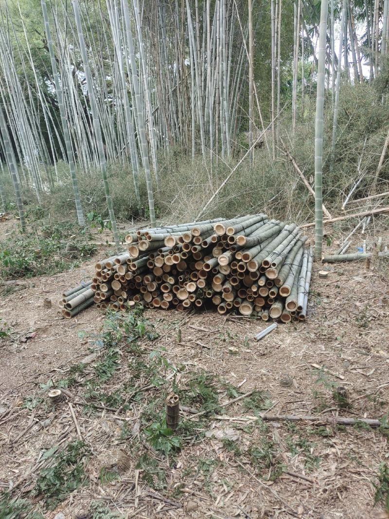 大量果撑竹，香蕉竹，各种规格毛竹出售有需要的老板可以安